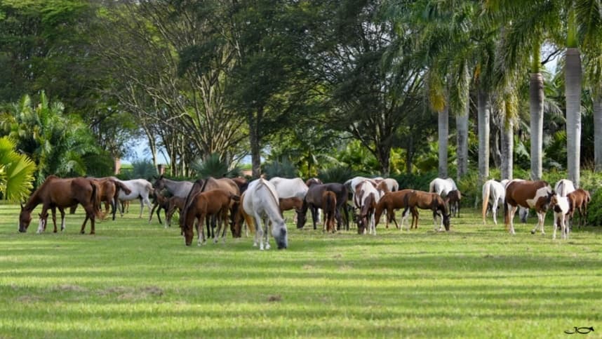 Conheça as principais pelagens do Mangalarga Marchador