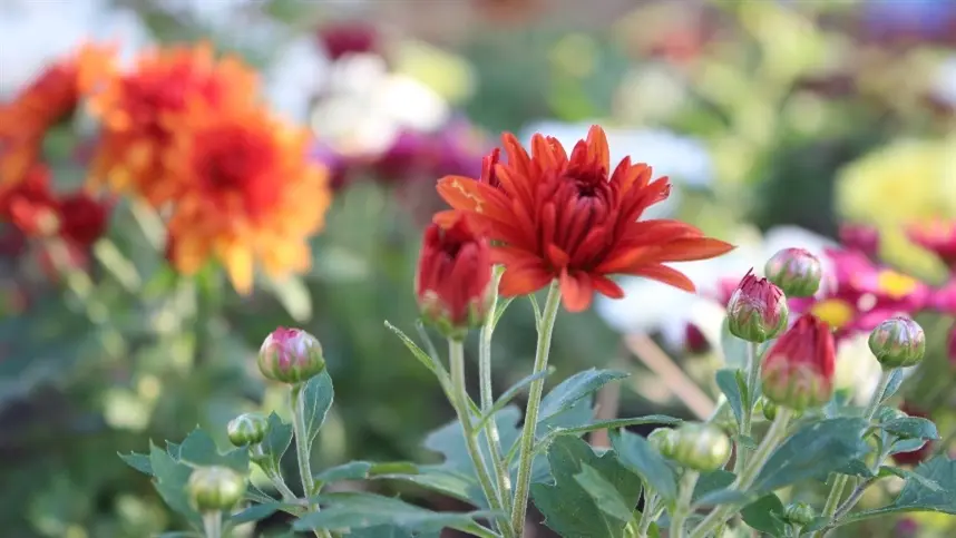 Venda de flores pode aumentar até 7% para o Dia de Finados
