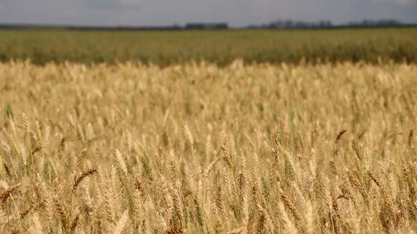 No que diz respeito ao trigo, até o momento, 25,7% da área total projetada de 6,2 milhões de hectares foi plantada