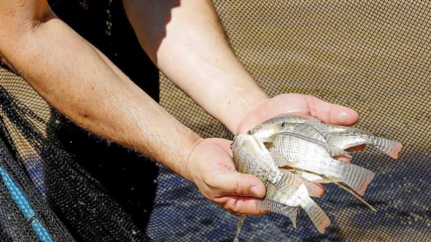 Senado pode analisar projeto de equiparação de aquicultor a produtor rural