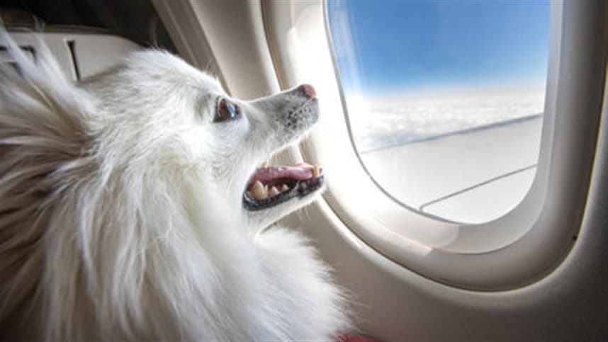 Viajar com pets para fora do país exige documentação