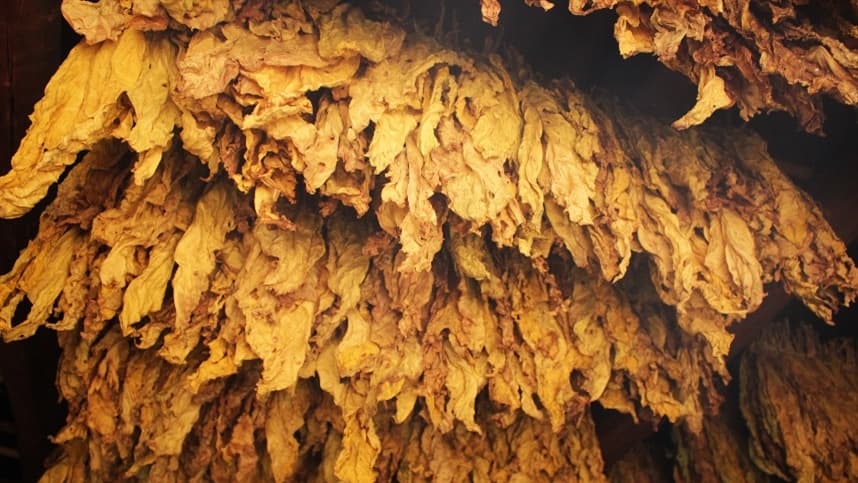 Tabaco: mais uma empresa anuncia reajuste