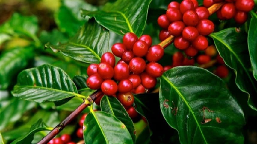 Casca de café pode reduzir uso de fertilizantes