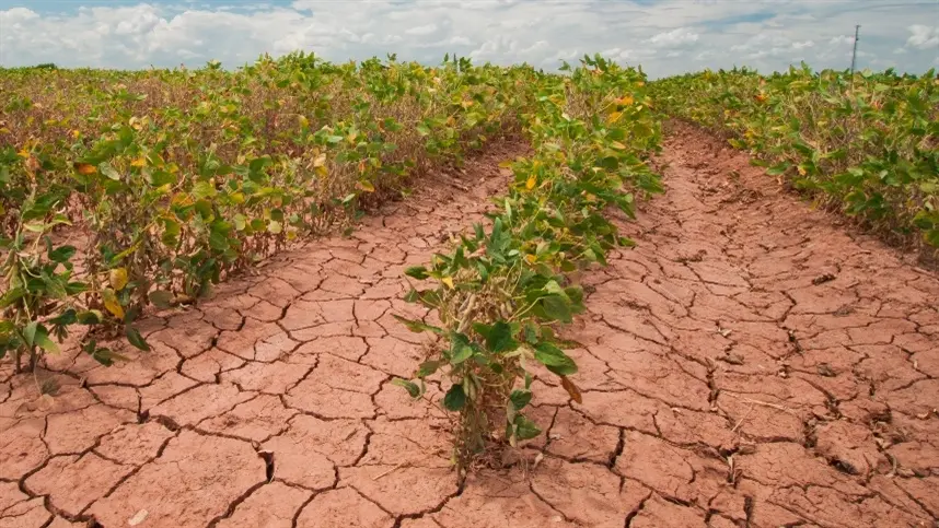 Seca persistente afeta culturas de inverno na Ucrânia e oeste da Rússia
