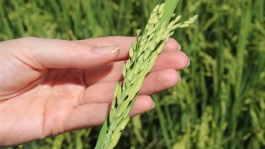 Saiba quem poderá comercializar sementes de arroz certificadas
