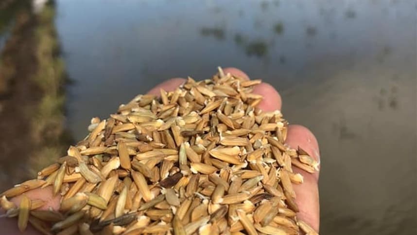 Como preparar sementes para pré-germinado