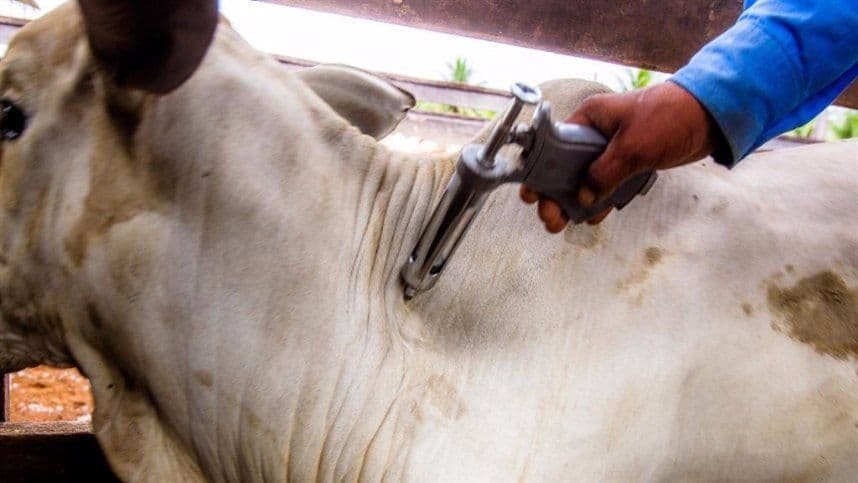 Vacinação contra aftosa deve atingir cerca de 120 mil animais na região de Ijuí