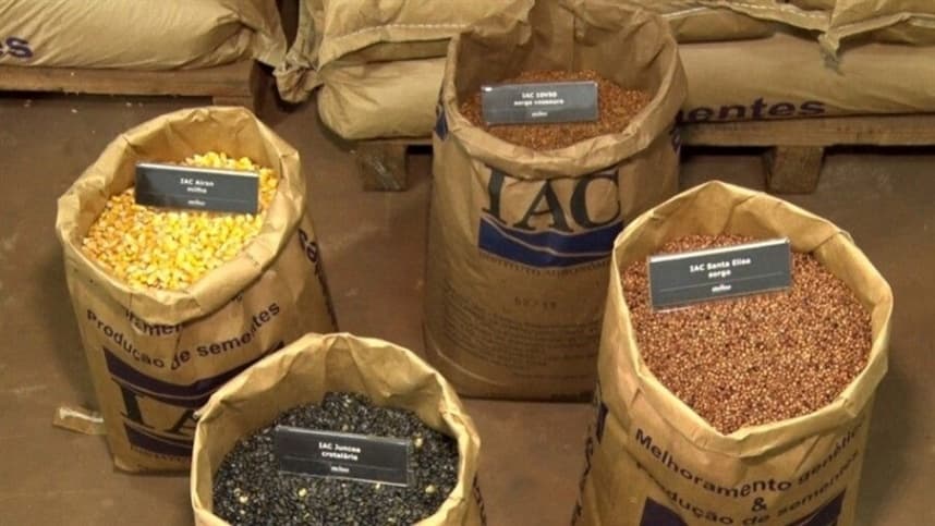 IAC investe em sementes genéticas