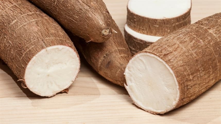 MANDIOCA: Demanda industrial sustenta preços