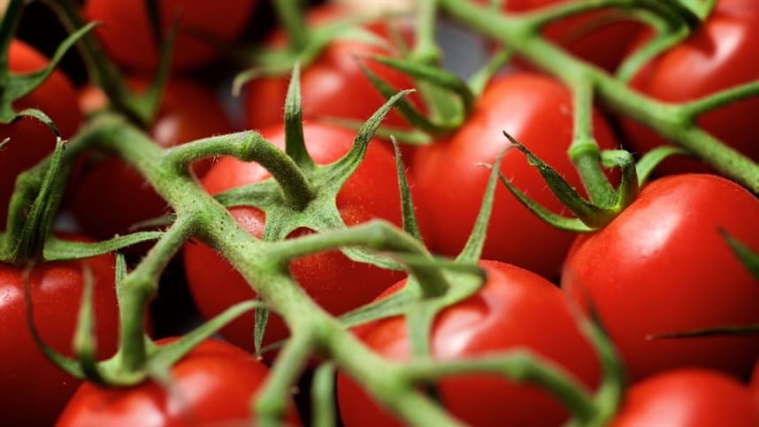 Mercado de tomate enfrenta pressão de preços