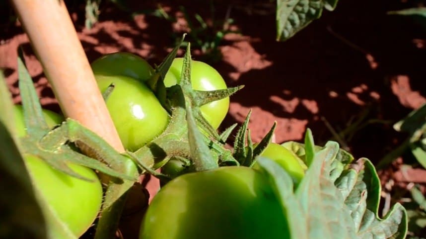 Como controlar pinta-preta no tomate?