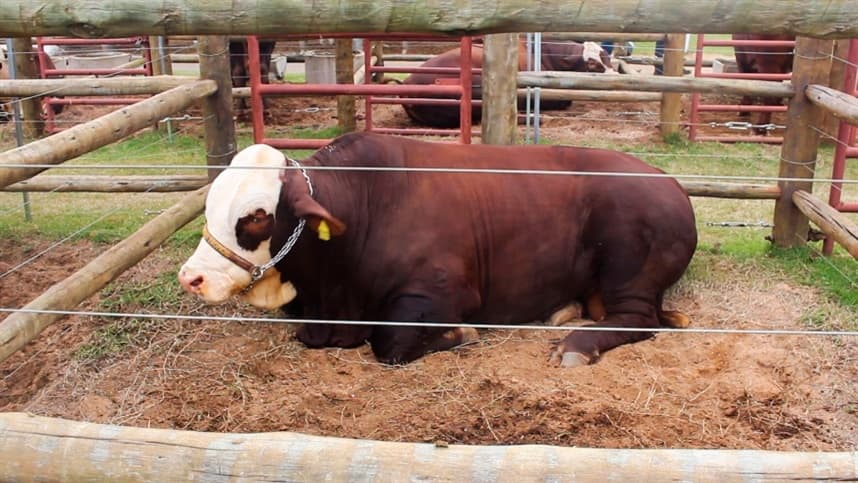 Viés de alta no mercado de sebo bovino