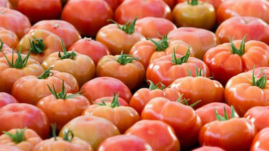Inseticida combate a quatro novas pragas do tomate