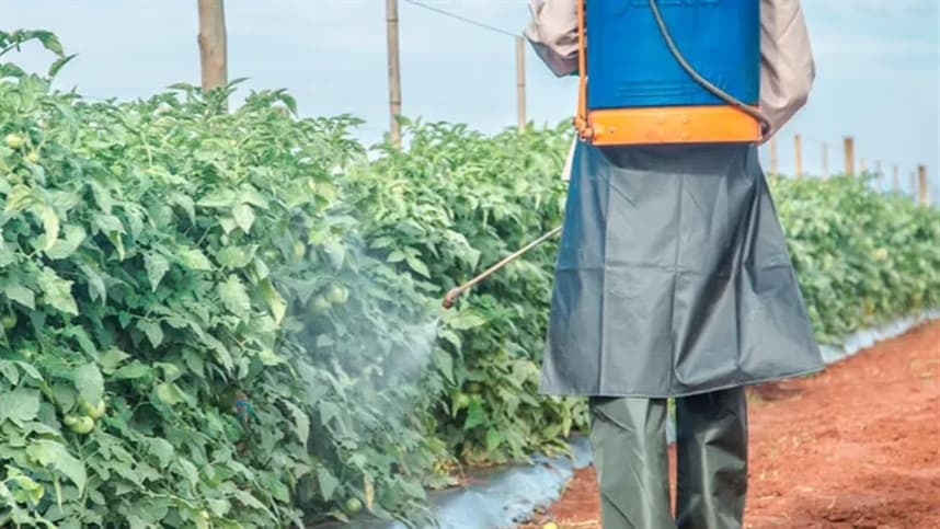 Devo usar inseticidas cultura de tomate?