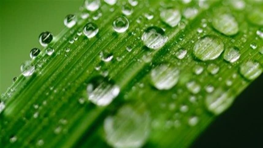 Austrália: chuvas atrasam colheita, mas beneficiam safras de verão