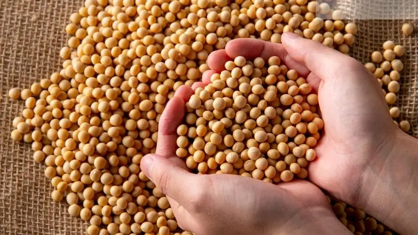 Demanda externa sustenta preços domésticos da soja