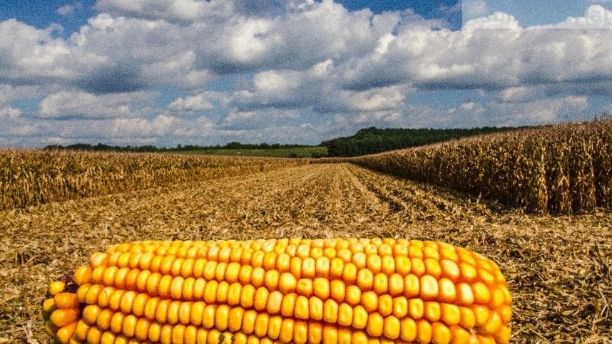 No Rio Grande do Sul, os preços variam entre R$ 60 e R$ 68 por saca