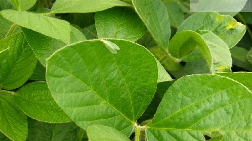 Dinâmica da remoção pela chuva de fungicidas utilizados no controle de ferrugem asiática da soja