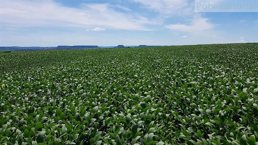 Em Santa Catarina, o plantio avançou significativamente