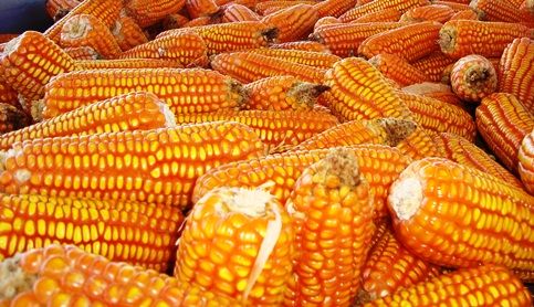 Secagem, Beneficiamento e Armazenagem