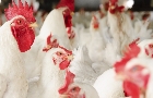 Notícias de Aves