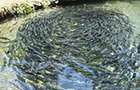 Notícias de Peixes