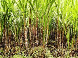 Reconhecimento da palha de cana-de-açúcar e as implicações na produção de bioenergia