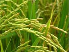 Municípios do Vale do Guaporé (RO) se tornam fronteira agrícola