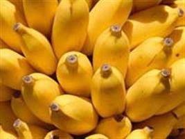 Novo fungo ameaça plantações de banana no mundo inteiro