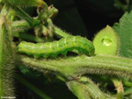 Helicoverpa armigera se espalha por São Paulo