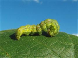 Polêmica no combate à Helicoverpa vai custar mais caro ao consumidor