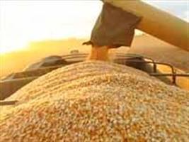 Rendimento do milho preocupa em MT depois da semeadura