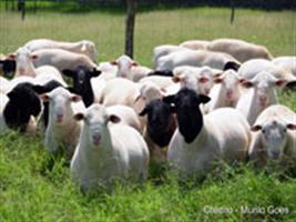 Rebanho de ovinos chega a 132 mil animais no Tocantins
