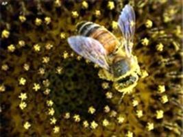 Apicultores apontam agrotóxicos como culpados por mortes de abelhas