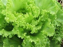 Preço das hortaliças dispara após período de estiagem