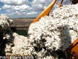 Negócios para exportação de algodão sustentam preços no Brasil--Cepea