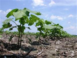 Plantio de algodão pode crescer até 20% em 13/14 em MT