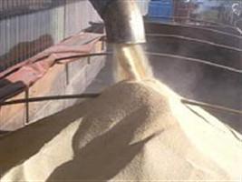 Colheita do arroz atinge 99% no RS