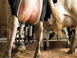 Agroceres destaca tecnologia para aumentar proteína no leite