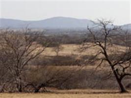 Caatinga pode ser mais eficiente do que florestas tropicais na absorção de gás carbônico
