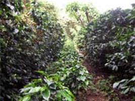 Grupo da CNA propõe melhorias para “cafeicultura de montanha”