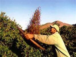 Tempo seco favorece colheita do café na região mineira de Patrocínio