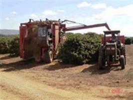 Café/CEPEA: Colheita do arábica é intensificada com tempo firme