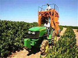 Colheita de café de cooperados da Cooxupé avança para 54,9% do total