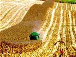 Colheita do milho atinge 95% em Sorriso; grão à céu aberto não preocupa
