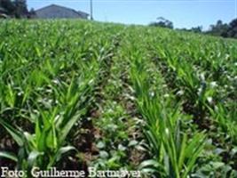 Aumenta área destinada ao plantio de milho em Mato Grosso