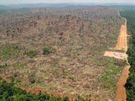 Desmate chega a 82% no Mato Grosso