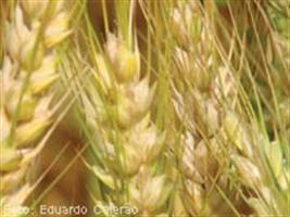 Brasil pode colher a maior safra de trigo da história em 2014/2015