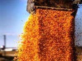 Paraná tem desafio de exportar milho no auge da soja