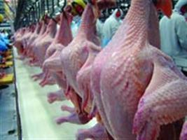 Mato Grosso é sétimo no abate de frangos no país